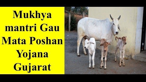 mukhyamantri gau mata poshan yojana gujarat in hindi